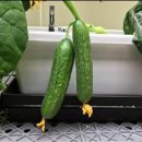 신선채소