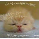 오나가나 Daum카페