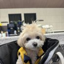 아이파크 애견미용실 이미지