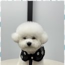 오쿠숑 이미지