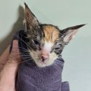 광주첨단YB동물병원 | 광주 신용동 길고양이 동물병원 데려가면 얼마 나올까? 구조시 비용계산