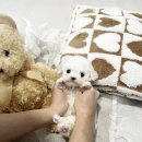 멜로디펍스 이미지