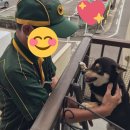 꼬리 흔드는 강아지 이미지