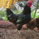 청계슈퍼 이미지