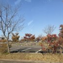 서구애견센타 | 서울 근교 아이와 가볼만한곳 인천 [드림파크] 가을 풍경맛집 애견동반 가능