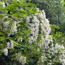 숲속광장 화장실(배봉산) | 서울 산 추천 &#39;동대문구 배봉산&#39; 🌿 아카시아, 때죽나무 향기 가득한 봄 숲길 산책
