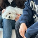 고양이 주택 이미지