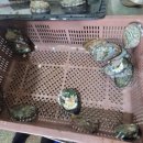 동반케어인력 네이버블로그