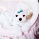 다온농장 이미지