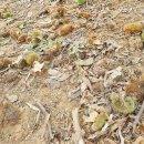 틀모산 도시숲 이미지