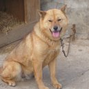 동이애견 이미지