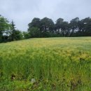 보리밭사이길로 이미지