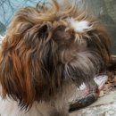 강현림 종합동물병원 이미지