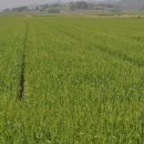 4월의밀밭 이미지