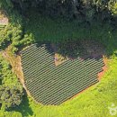 도담정원 | [충청북도 단양군] 도담정원