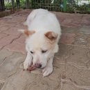 파티가는 댕댕이 이미지