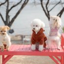 미쁜아토 네이버블로그