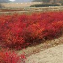 조경기능사 이미지