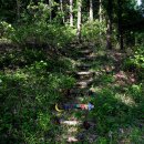 스트로마톨라이트 이미지