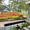 해바라기 애견 이미지