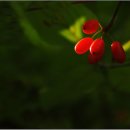 플루트(Flute) 이미지