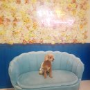 수원-0654 | 용인/광주 애견포토존이 많은 호수뷰맛집! 몽실이네