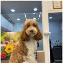 아리스타펫 이미지