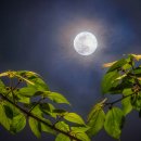 만월(Full Moon) 이미지