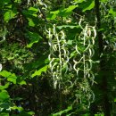 금사슬나무 [라버넘, 골든체인트리, Laburnum anagyroides] - 유독식물 이미지