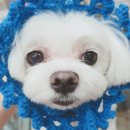 바람난고양이미용실