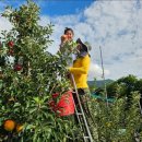 문경시농업기술센터 | 백설공주가 사랑한 문경 주주네 농장 사과가 특별히 맛있는 이유 3가지