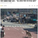 대전 동물원 탈출 늑대… “닭 2마리 먹어 허기지진 않아” 이미지