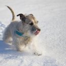 하늘강아지 반려동물 장례식장 | 창원 마산 진해 반려동물장례식장 하늘소풍_ 강아지 귓병