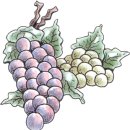 포도송이 이미지