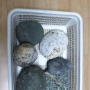 수석백마