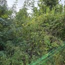 아산호로 이미지