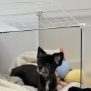 영희와바둑이 애견미용샵 | 34. 이렇게 또 한 달이 지나가네..