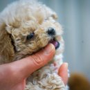 퍼피하우스 인천송도점 이미지