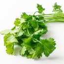 [식재료] 허브와 향신료 이야기 - 응용 | 국내산 고수 100g, 500g 향신료 고수나물 허브 추천템