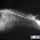 지오동물병원 이미지