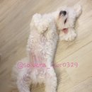 체크인독 애견유치원 이미지