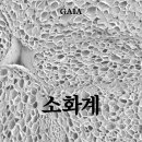 이정성 카카오 검색결과