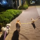 메가펫 애견호텔 이미지