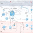 만성 두드러기 2022년 nature review 이미지