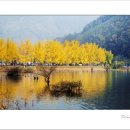 솔우