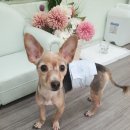 끌리개 - 중구 남산로7길 32 | 끌리개