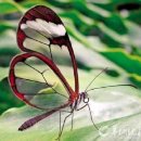 [[곤충]] 잠자리처럼 투명한 날개의 나비 그레타 오토(Greta oto) 이미지