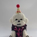 댕글로리 이미지