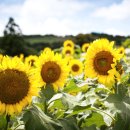 해바라기농장 이미지