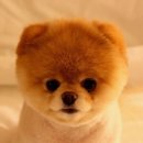 귀여운강아지 이미지